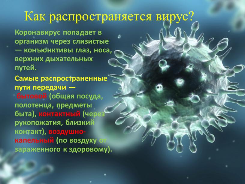 Как распространяется вирус? Коронавирус попадает в организм через слизистые — конъюнктивы глаз, носа, верхних дыхательных путей