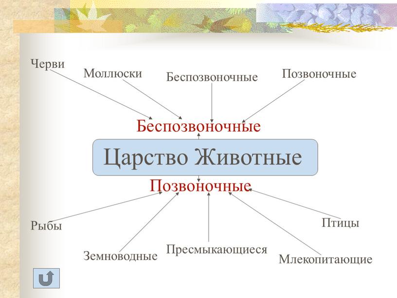 Царство Животные Беспозвоночные