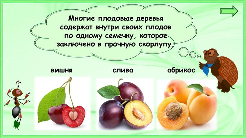 Многие плодовые деревья содержат внутри своих плодов по одному семечку, которое заключено в прочную скорлупу