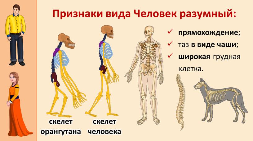 Признаки вида Человек разумный: прямохождение ; таз в виде чаши ; широкая грудная клетка