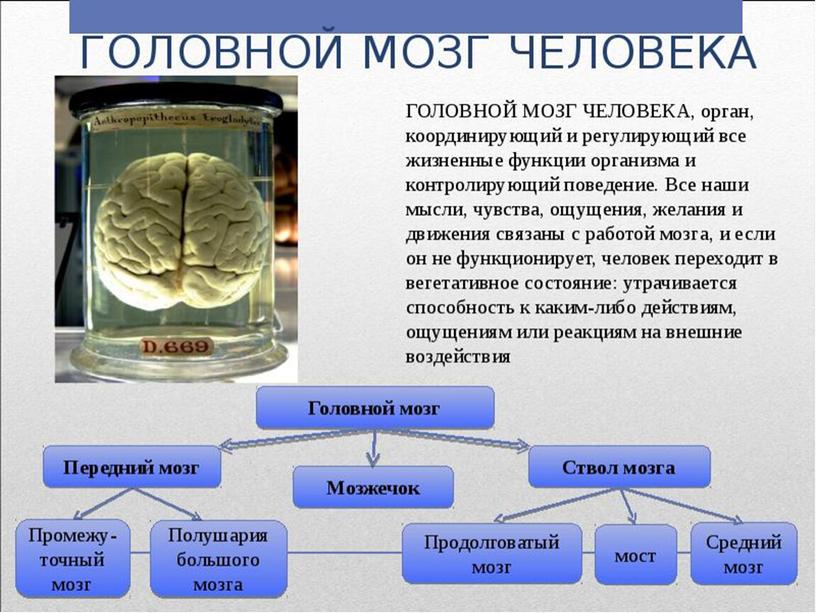 Презентация по обществознанию на  тему "Знание и сознание" (10 класс профиль)