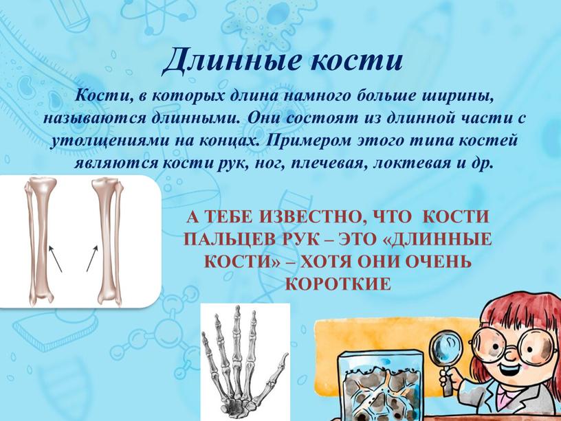 А тебе известно, что Кости пальцев рук – это «длинные кости» – хотя они очень короткие