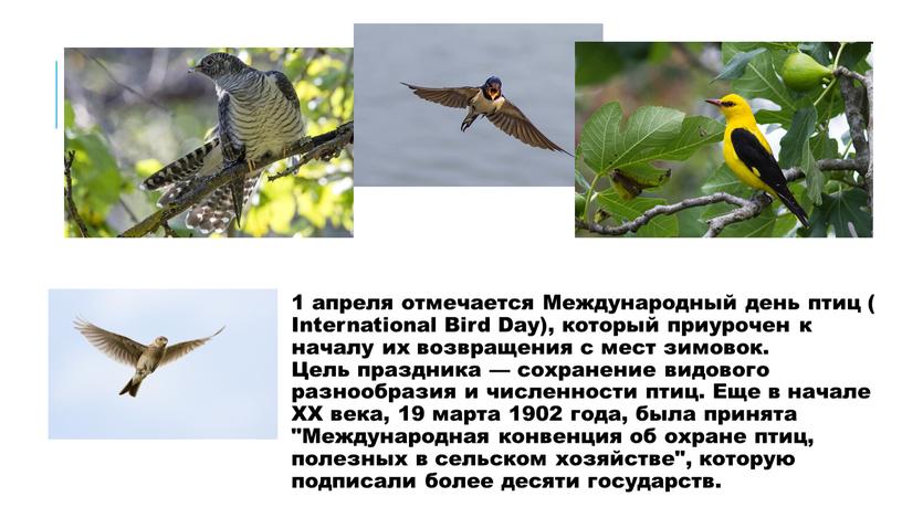 Международный день птиц (International