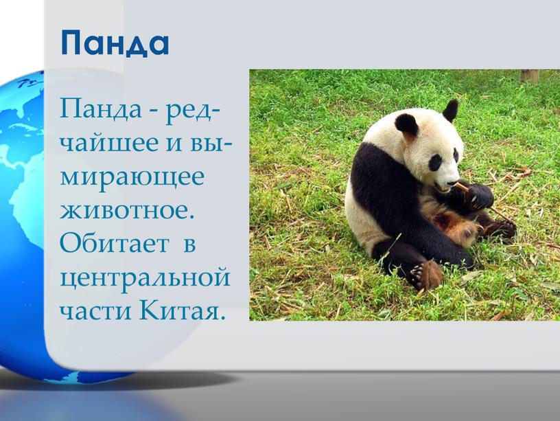 Панда Панда - ред-чайшее и вы-мирающее животное