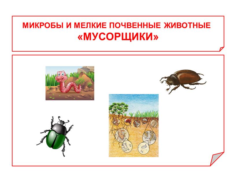 МИКРОБЫ И МЕЛКИЕ ПОЧВЕННЫЕ ЖИВОТНЫЕ «МУСОРЩИКИ»