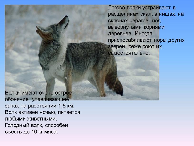 Логово волки устраивают в расщелинах скал, в нишах, на склонах оврагов, под вывернутыми корнями деревьев