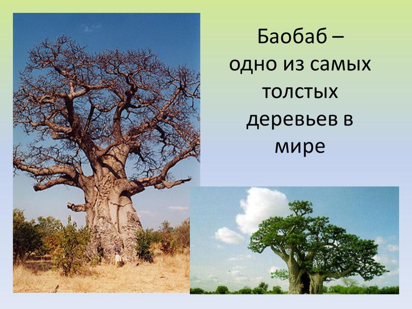 Баобаб – одно из самых толстых деревьев в мире