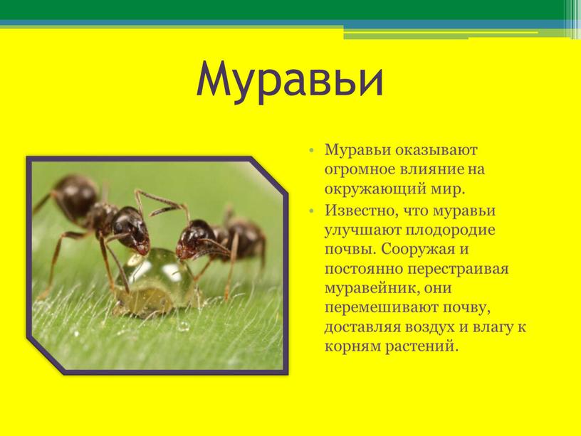 Муравьи Муравьи оказывают огромное влияние на окружающий мир