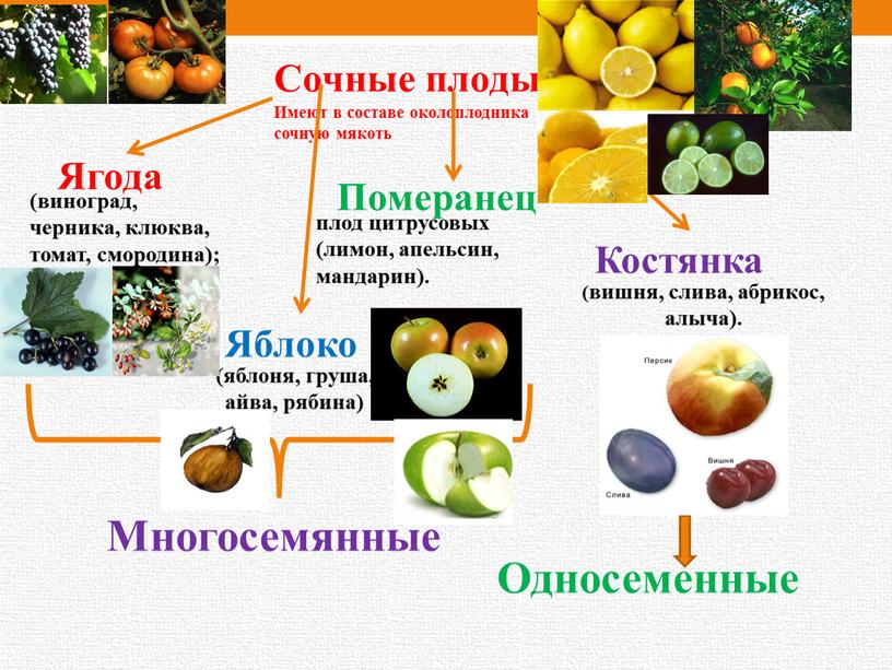 Сочные плоды Имеют в составе околоплодника сочную мякоть