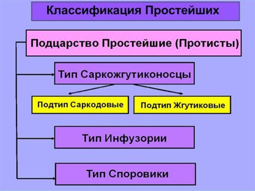 Презентация по биологии 7 класс "Общая характеристика простейших"