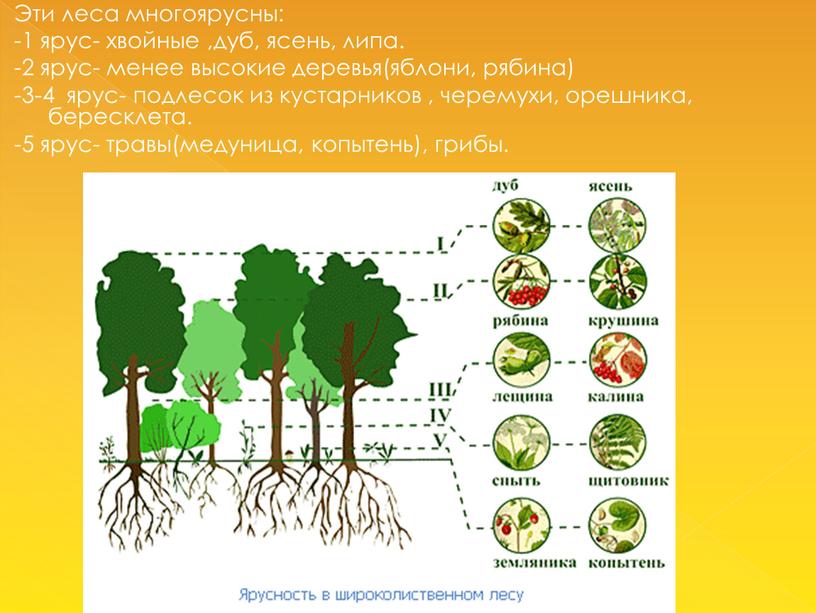 Эти леса многоярусны: -1 ярус- хвойные ,дуб, ясень, липа