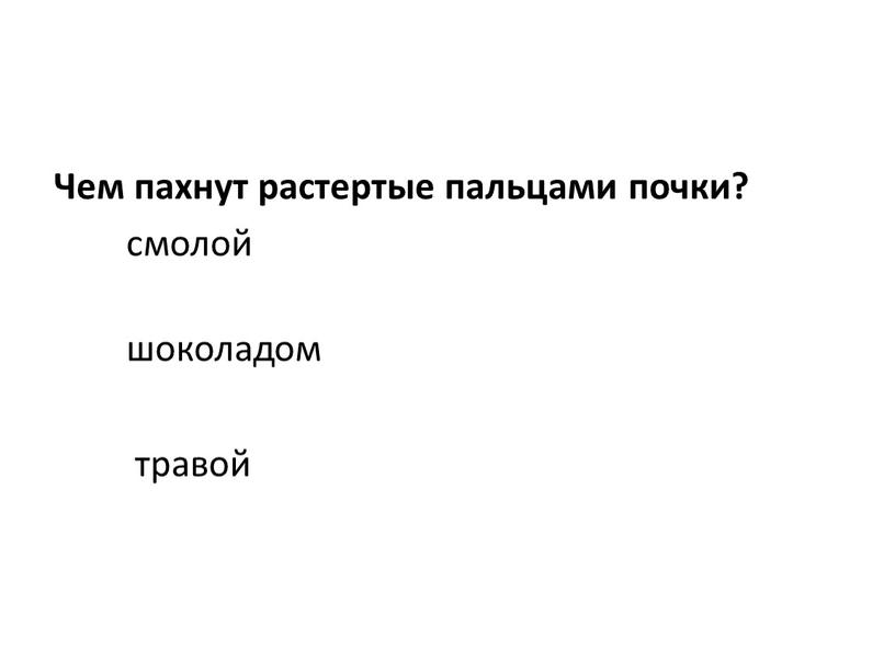 Чем пахнут растертые пальцами почки? смолой шоколадом травой