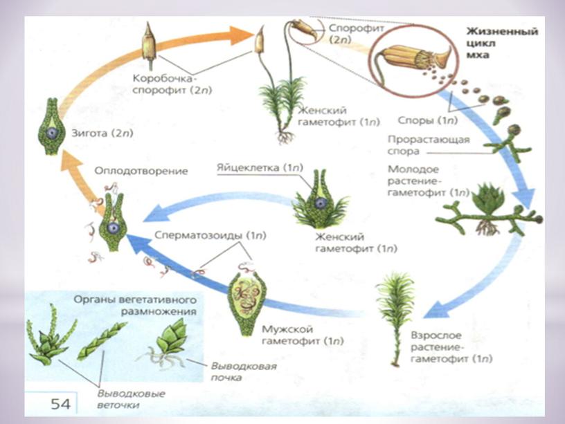 Презентация «Особенности размножения растений, их жизненные циклы»  (10 класс, биология)