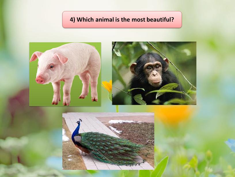 Which animal is the most beautiful?