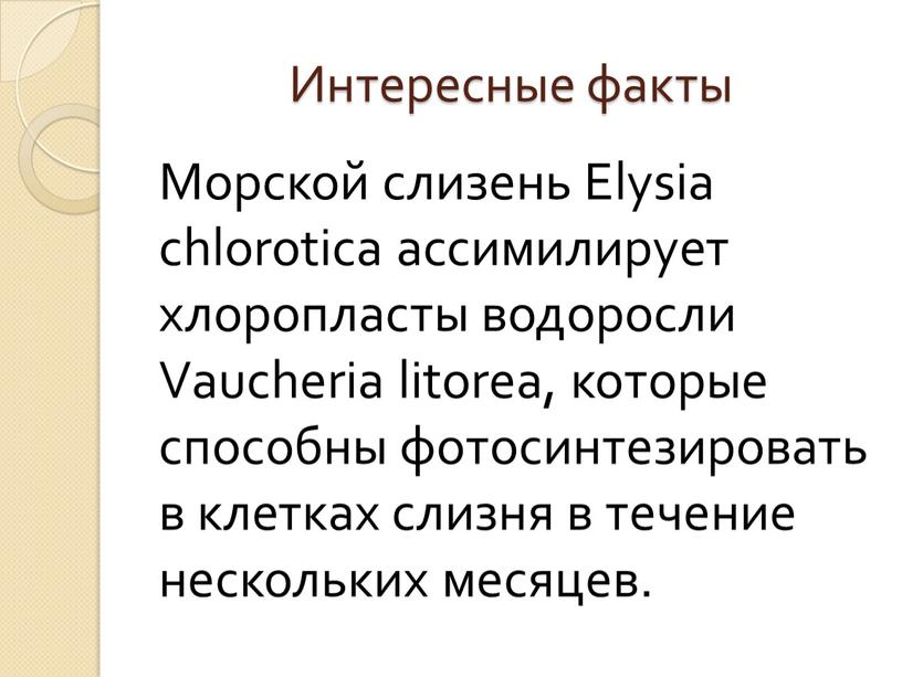 Интересные факты Морской слизень