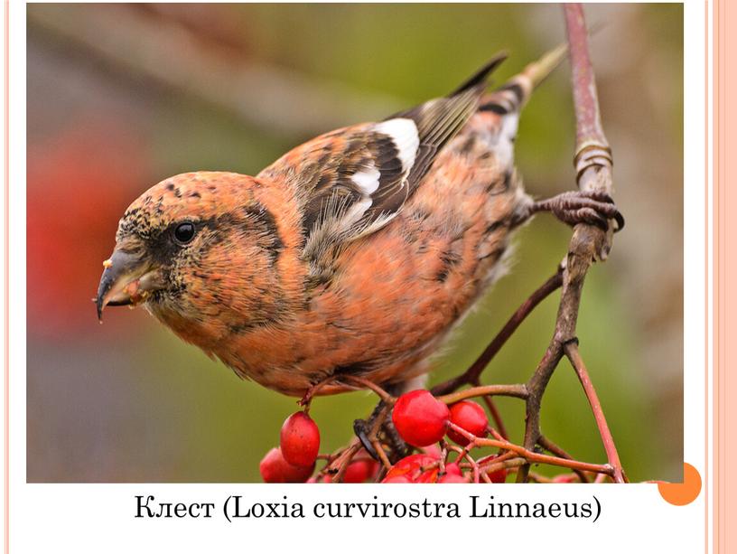 Клест (Loxia curvirostra Linnaeus)