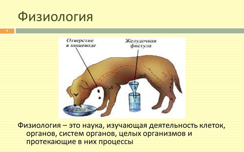 Физиология Физиология – это наука, изучающая деятельность клеток, органов, систем органов, целых организмов и протекающие в них процессы 4