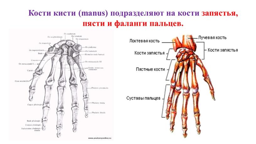 Кости кисти (manus) подразделяют на кости запястья, пясти и фаланги пальцев