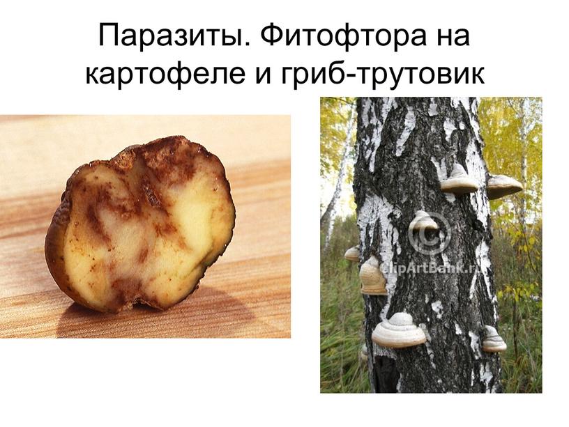 Паразиты. Фитофтора на картофеле и гриб-трутовик