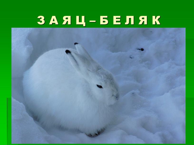 З А Я Ц – Б Е Л Я К