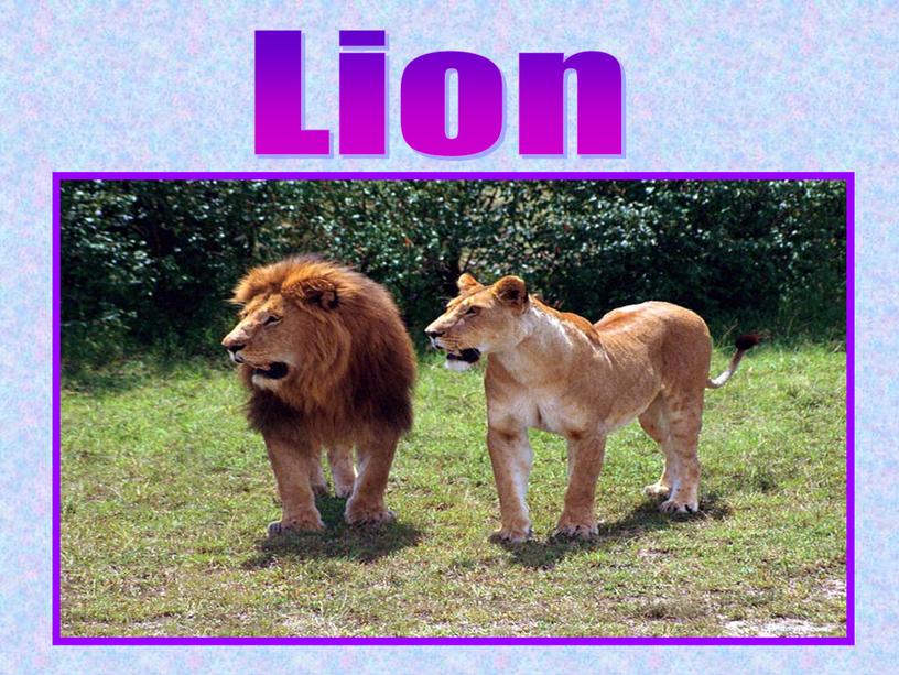 Lion