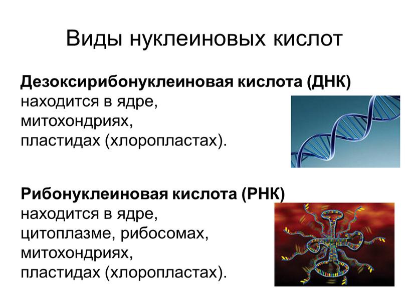 Виды нуклеиновых кислот Дезоксирибонуклеиновая кислота (ДНК) находится в ядре, митохондриях, пластидах (хлоропластах)