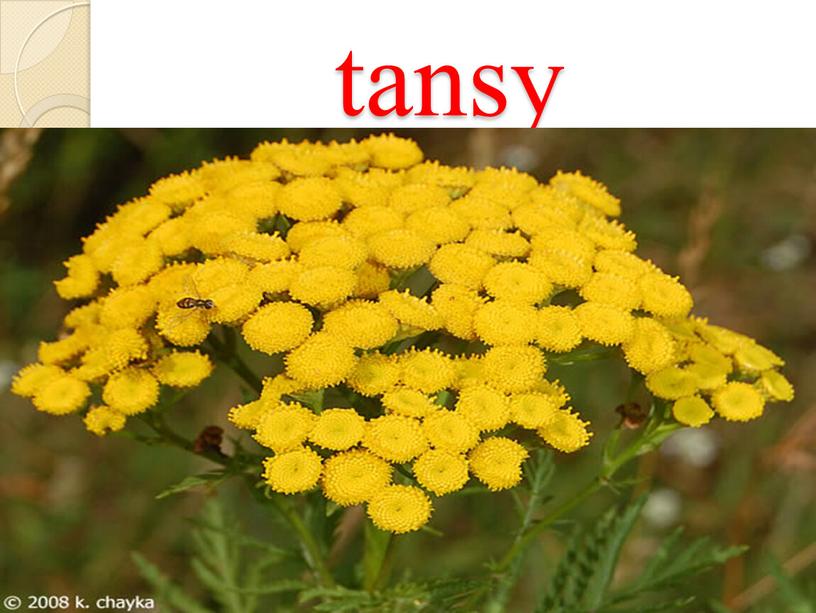 tansy
