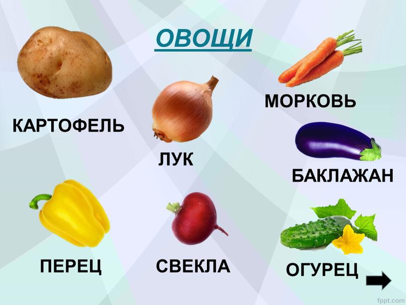 ОВОЩИ КАРТОФЕЛЬ МОРКОВЬ ЛУК ПЕРЕЦ