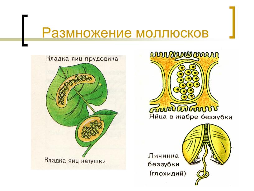 Размножение моллюсков