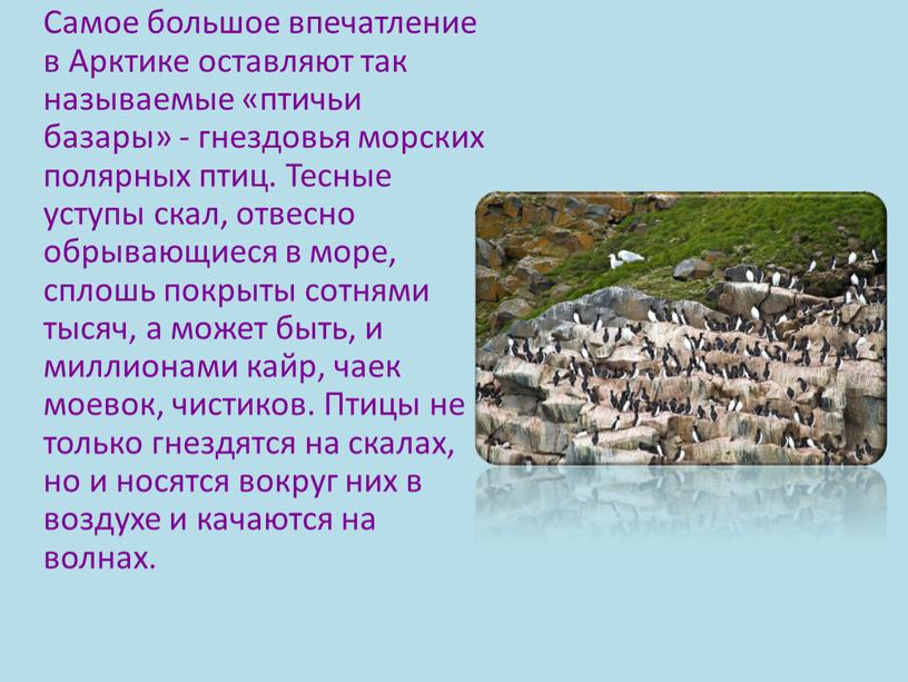 Самое большое впечатление в Арктике оставляют так называемые «птичьи базары» - гнездовья морских полярных птиц