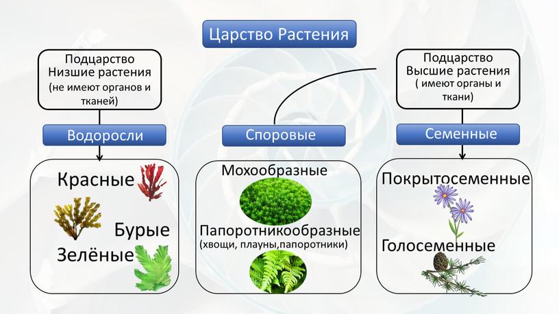 Царство Растения Подцарство Низшие растения (не имеют органов и тканей)