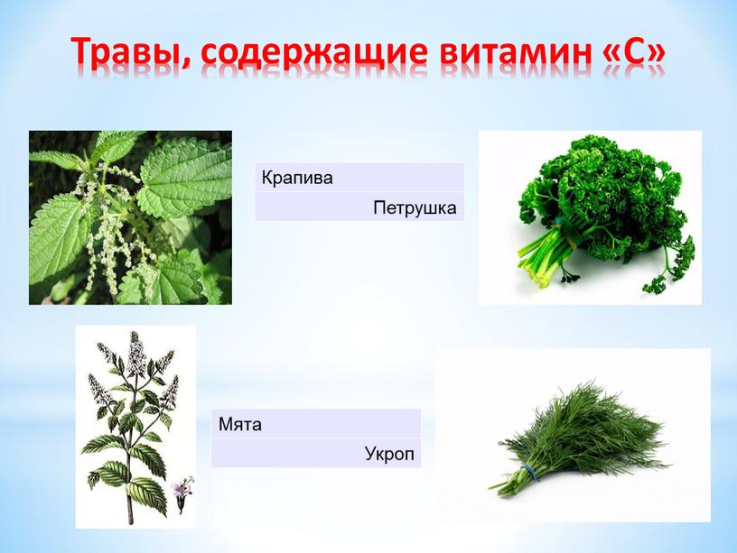Травы, содержащие витамин «С» Крапива