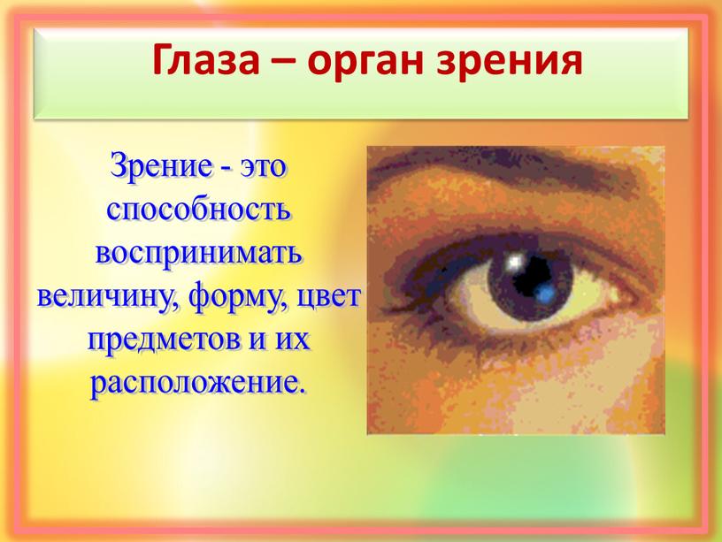 Глаза – орган зрения Зрение - это способность воспринимать величину, форму, цвет предметов и их расположение