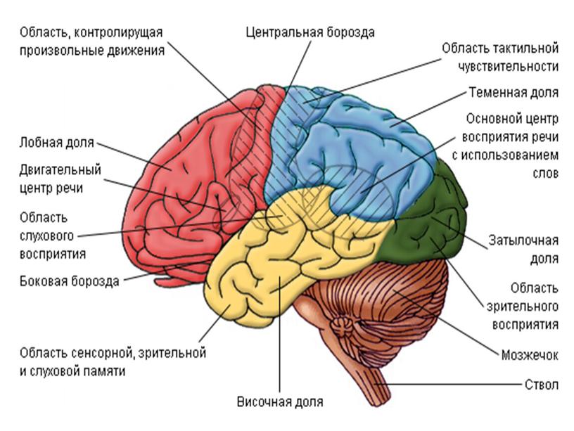 Презентация по биологии 8 класс "Зрительный анализатор"