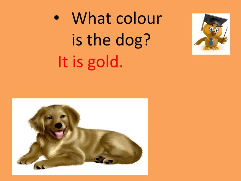 What colour is the dog? It is gold