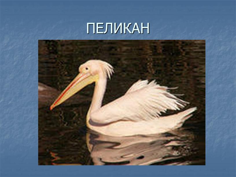 ПЕЛИКАН