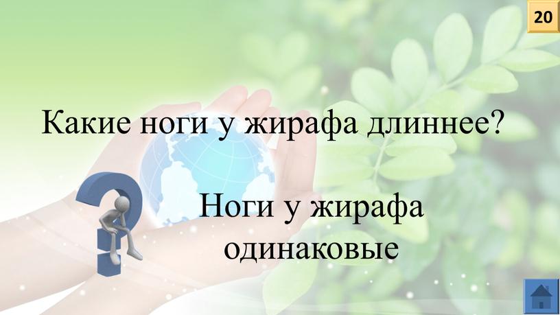 Какие ноги у жирафа длиннее? Ноги у жирафа одинаковые