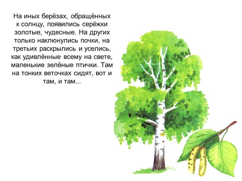 На иных берёзах, обращённых к солнцу, появились серёжки золотые, чудесные