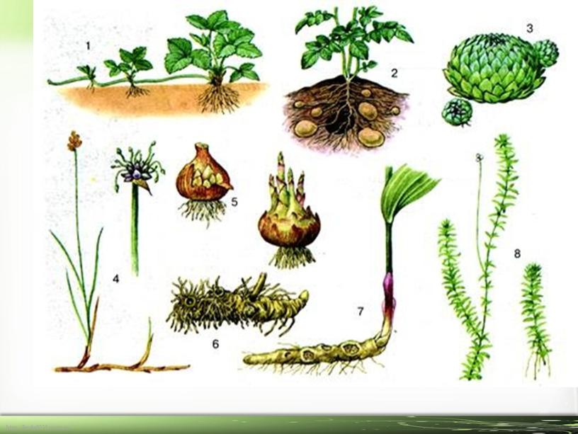 «Вегетативное размножение растений».