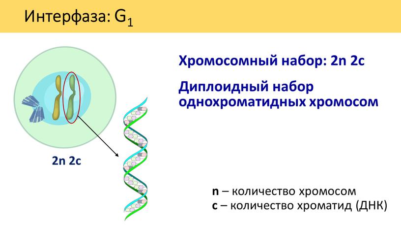 Интерфаза: G1 Хромосомный набор: 2n 2c n – количество хромосом c – количество хроматид (ДНК) 2n 2с