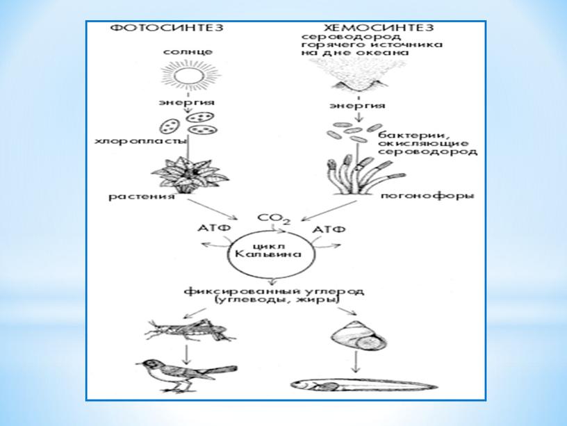 Презентация по биологии на тему "Хемосинтез"