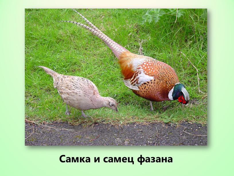 Самка и самец фазана