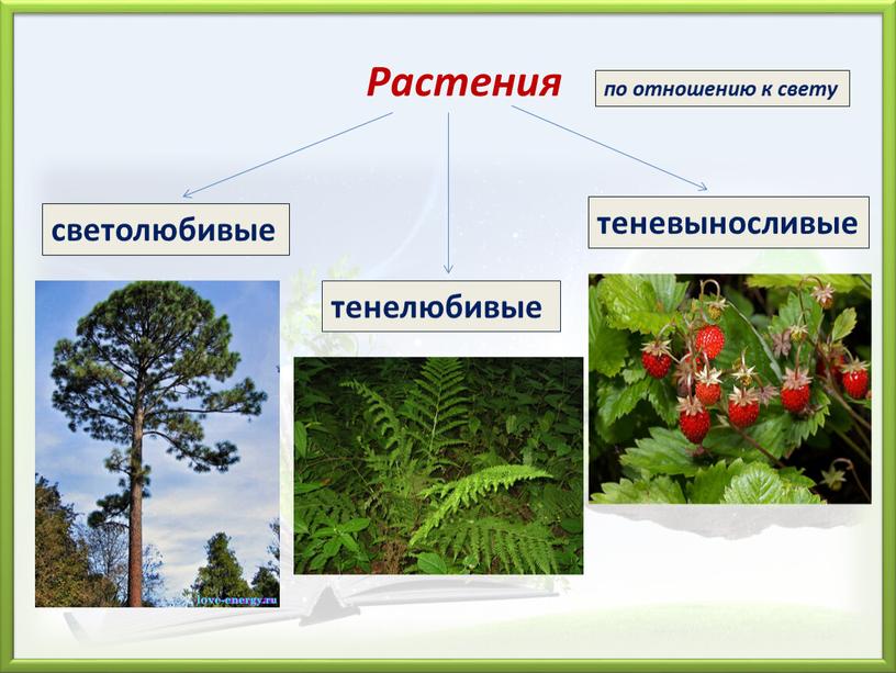 светолюбивые тенелюбивые теневыносливые по отношению к свету Растения