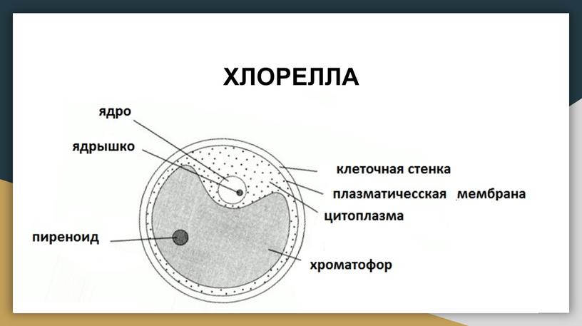 ХЛОРЕЛЛА