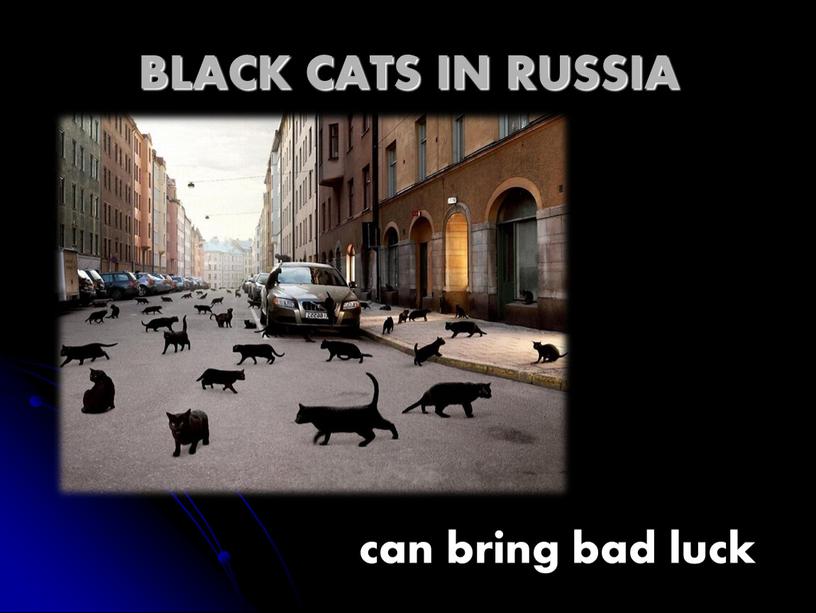 BLACK CATS IN RUSSIA can bring bad luck