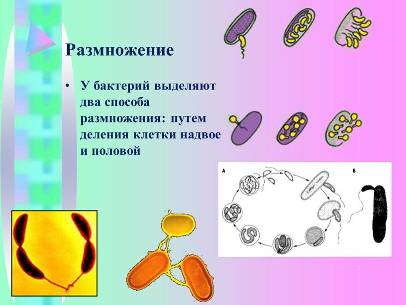 Размножение У бактерий выделяют два способа размножения: путем деления клетки надвое и половой