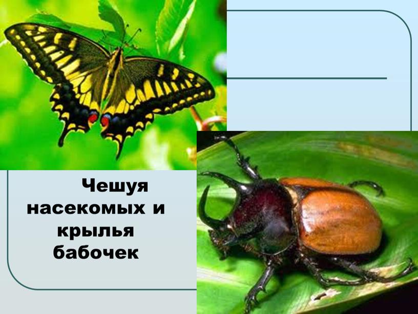Чешуя насекомых и крылья бабочек