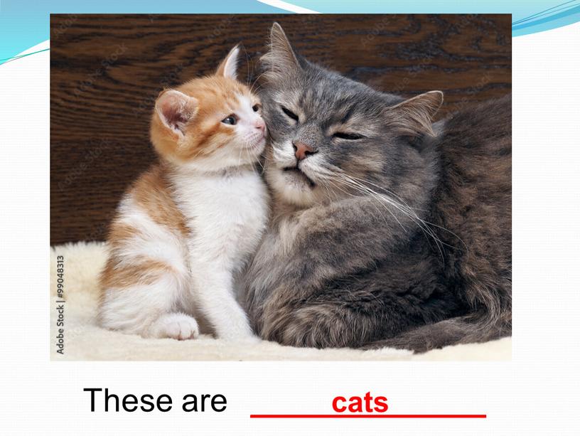 These are _____cats______