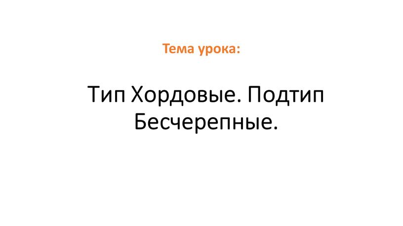 Тип Хордовые. Подтип Бесчерепные