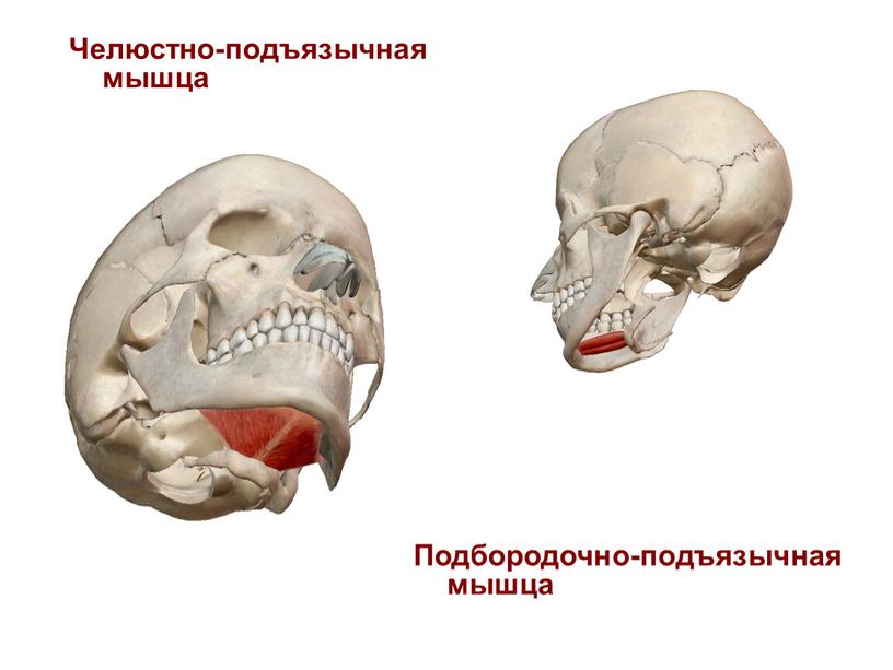 Челюстно-подъязычная мышца Подбородочно-подъязычная мышца